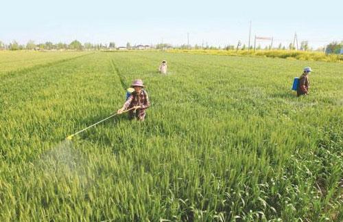 小麦病虫害防治，安岭经销处这款农药表现如何？