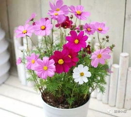 播种方法， 各有技巧