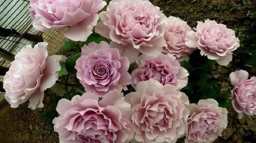 月季花遮阴：高温时 要适当遮遮