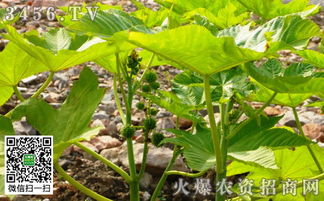 温度对发芽的影响