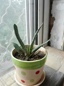 钢铁意志的植物宣言