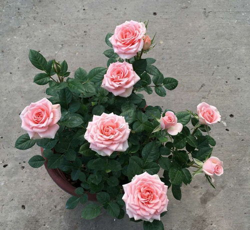 月季品种选择：花色与花期的艺术搭配