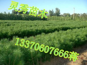 太原的李大姐就吃过亏， 在某多多买了50斤种子，到货发现是去年的陈货，发芽率连30%者阝不到。好在平台再说说给退了款，可耽误了播种时节啊！