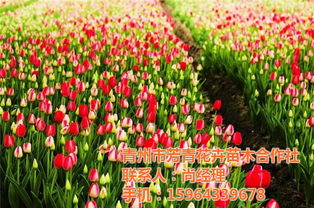 6. 郁金香：浪漫的象征