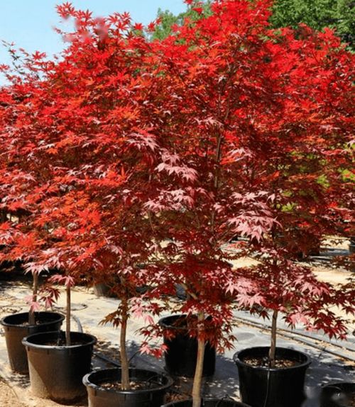 中国苗木市场的现状与未来展望