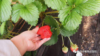 第三步：种植草莓苗