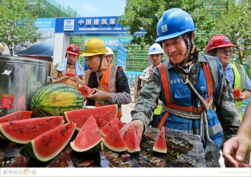 伏天将至，蛋鸡养殖需防暑降温