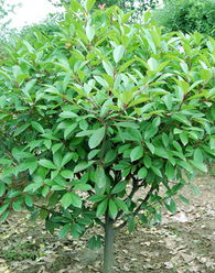 网上信息繁杂， 价格让人眼花缭乱