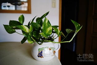 绿萝：空气净化小卫士