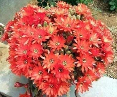 夏日烈阳下的花海奇缘