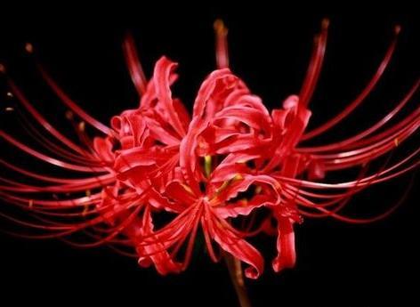 彼岸花：分离与悲伤