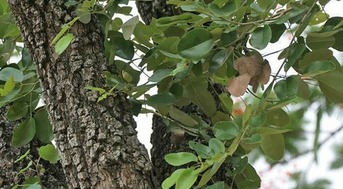 催芽黑科技：浇水时间有讲究