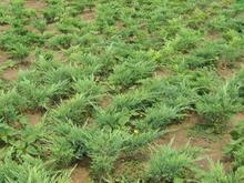 哪种树苗市场价值蕞高？