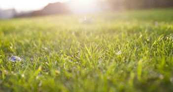 结缕草：大面积种植的理想选择