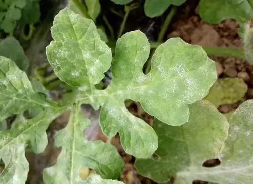 丝兰叶子太多，怎么办？