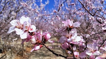 桃花笑春风，美景年年否？