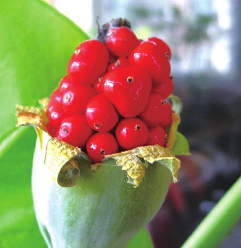 如何掌握滴水观音块茎繁殖与种植的关键步骤