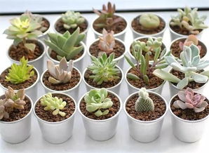 多肉品种选择， 上色不是难题