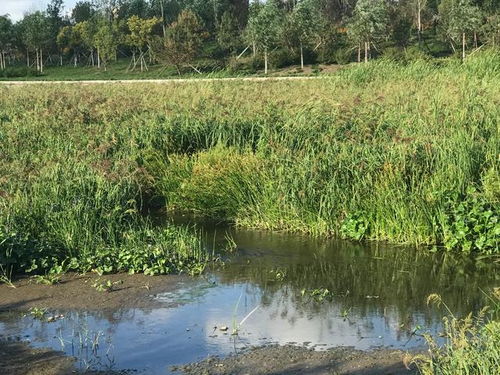 河道种草，推荐这些耐湿植物