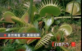 大自然的魔法：会动的植物