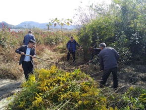 加拿大一枝黄花怎么办