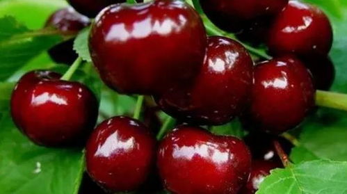 六月嫩种樱桃种子吗