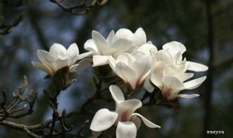 西安植物园木兰园