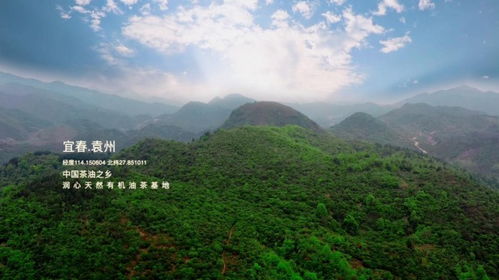 江西茶油基地：揭秘高效种植成本与卓越品质的秘密
