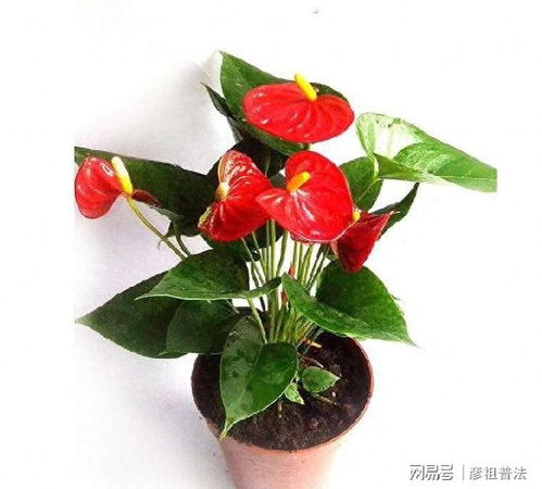 白掌和红掌， 不同的需求