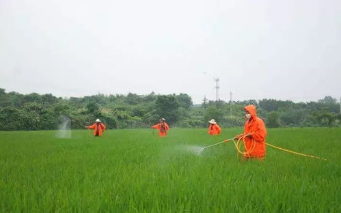 如何处理和识别使用的农药种类？