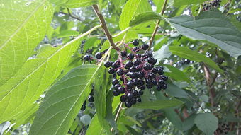 路边绿化树上一串串黑色小果子，是什么树结的？