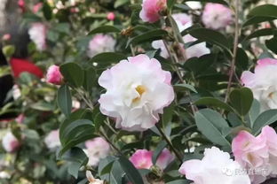 掌握茶花养护秘籍，轻松打造茂盛茶花园！
