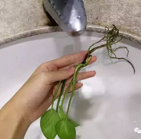 土培转水培：细节决定成败