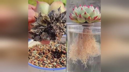 彼岸花怎么养？简单几步教你养出漂亮彼岸花