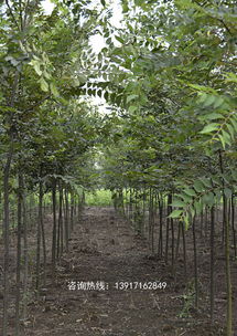 广东绿化树品种知识， 来自百万用户的经验