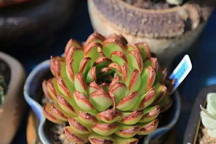 多肉植物晒太阳时如何掌握光照条件并运用养护技巧避免晒伤