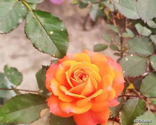 月季配土，让月季长得快的关键