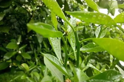 豆油抹花叶，如何去除不留痕