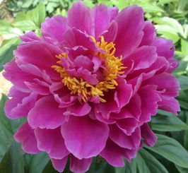 芍药花养护要点是什么？如何让室内芍药花开得更艳