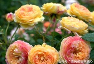 回眸月季：香掉鼻子的品种