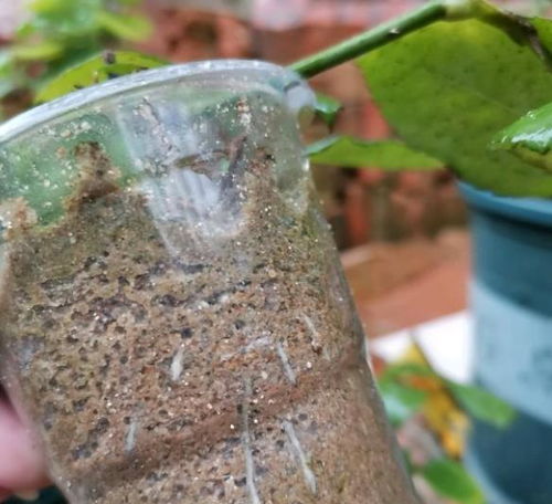 秋季月季苗扦插：选基质和水管，保苗成活有秘诀！