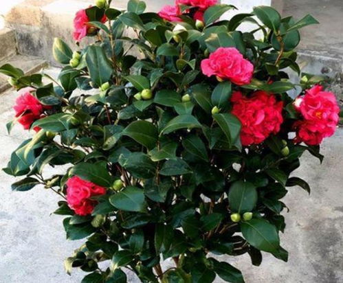 香味浓郁，令人陶醉