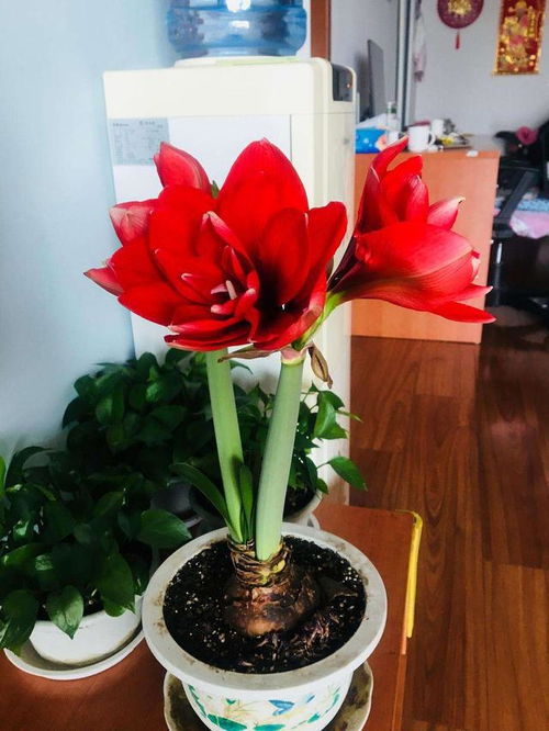 红红火火的冬红海棠