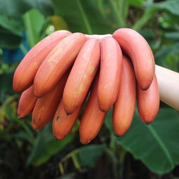 红色美人蕉：观赏与药用两不误