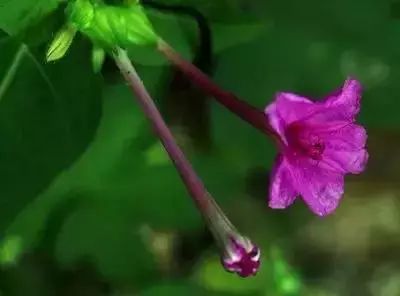 锦带花的花语是传递幸福与快乐，那么送一束锦带花给朋友