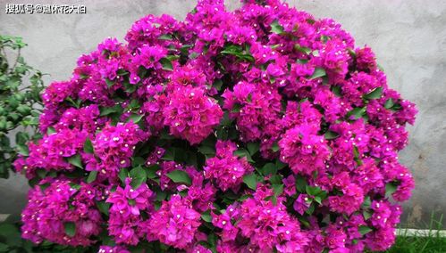 花卉的燃烧物形态分类