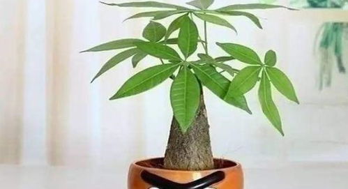 发财树怎么浇水才能保持土壤湿润且不积水