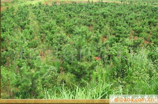 苗圃：植物成长的摇篮