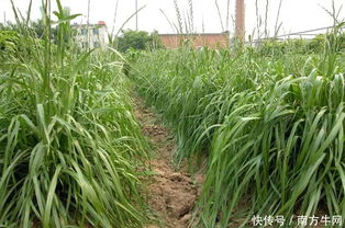 用草喂鸡， 还嫩治病