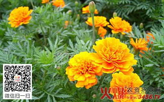 万寿菊打顶技巧全解析：如何正确进行万寿菊修剪？